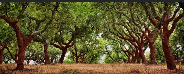 Copi - Premium Italian Cork – Clutch Briefcase